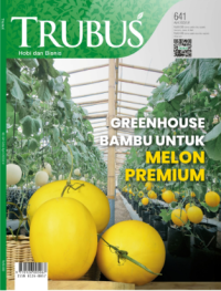 TRUBUS : GREENHOUSE BAMBU UNTUK MELON PREMIUM