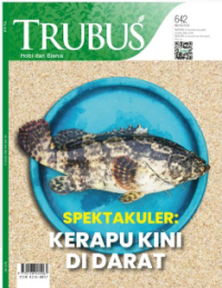 TRUBUS : SPEKTAKULER : KERAPU KINI DI DARAT